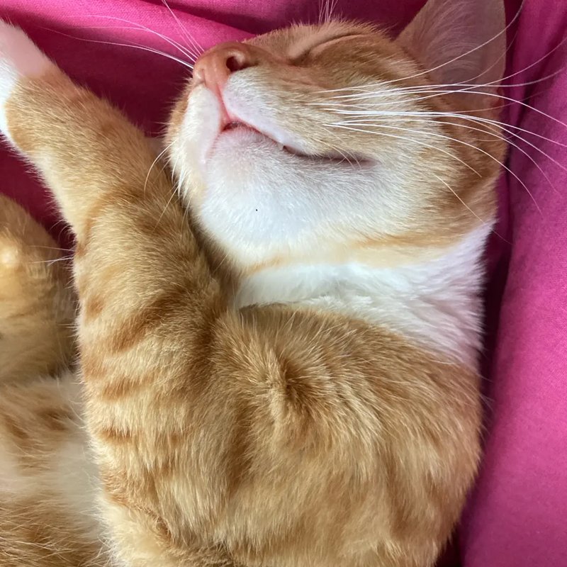 Orange tabby cat sleeping peacefully during a House Plenty Paws cat care drop-in visit