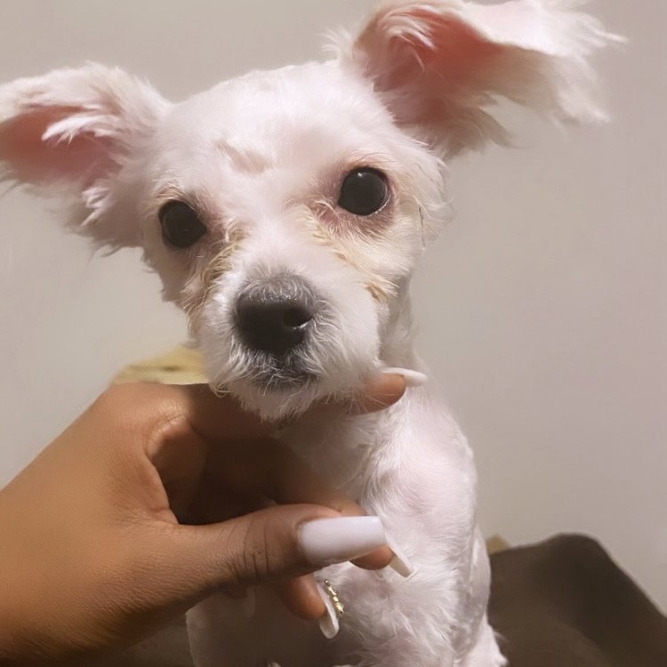 Small white dog with fluffy ears cared for during a House Plenty Paws visit in Brooklyn