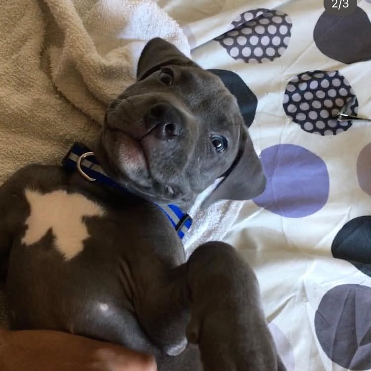 Grey pit bull puppy resting on a blanket during a House Plenty Paws pet sitting visit
